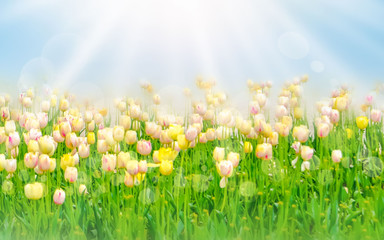 Fototapeta na wymiar White and yellow beautiful tulips field in spring time with sun rays and bokeh. Beautiful spring flower tulips in the garden, on background blue sky. Fresh spring composition.