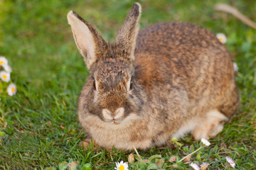 Wild Rabbit