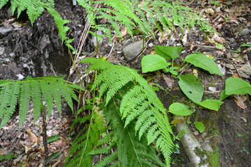 Fototapeta premium Eagle cliffs