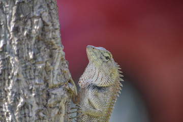lizard on tree