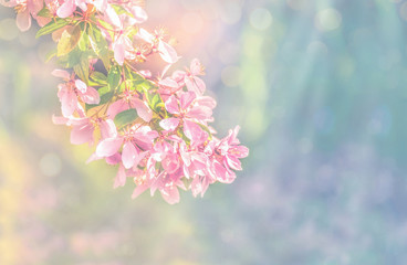 Fototapeta na wymiar Spring flowers, floral background. Blossom tree over gentle soft blue and pink background. Sunbeams and bokeh over a blue sky, flowering branches. Sunny day, summer, springtime.
