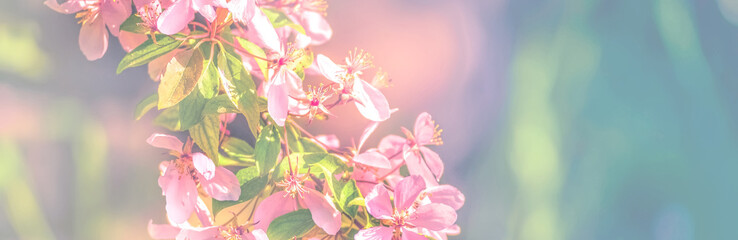 Spring flowers, floral background. Blossom tree over gentle soft blue and pink background. Sunbeams and bokeh over a blue sky, flowering branches. Sunny day, summer, springtime.