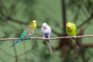 Three parrot sitting on branch. Wildlife scene from trop.