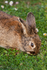 Wild Rabbit