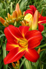 Obraz na płótnie Canvas Fresh beautiful flowers of a hemerocallis with bright red petals against the background of other flower and leaves.