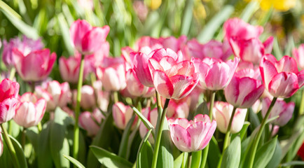 Tulip. Beautiful bouquet of tulips. colorful tulips. tulips in spring,colourful tulip