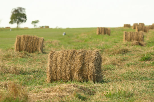 rolos de feno no pasto da fazanda