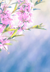 Fototapeta na wymiar Spring flowers, floral background. Blossom tree over gentle soft blue and pink background. Sunbeams and bokeh over a blue sky, flowering branches. Sunny day, summer, springtime.