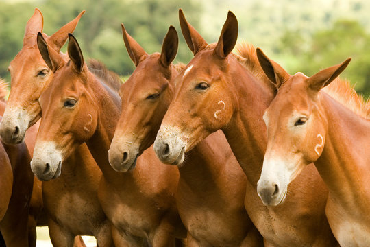 jumentos de cria&ccedil;&atilde;o, plantel de jumentos, jegue, burro, orelhas levantadas de jumentos