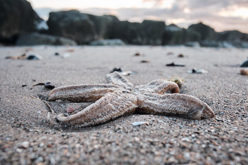 A washed up dead star fish on an orange sandy beach. Dying marine life because of pollution and...