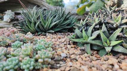 Fototapeta premium Aloe vera is tropical green plants tolerate hot weather. close up of green leaves, aloe vera. Aloe vera is a very useful herbal medicine for skin care and hair care that can be used as treatment.