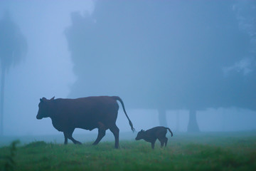 vaca e sua cria no pasto de madrugada