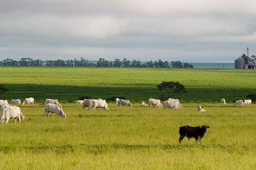 bois da raça Nelore no pasto da fazenda