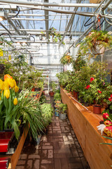 Fototapeta na wymiar Interior of a greenhouse for growing flowers and plants. Flowers in hothouse in spring