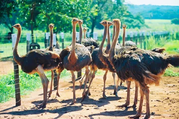 Wandaufkleber avestruzes na fazenda, crianção intensiva de aves para abate © Erich Sacco