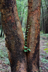 Big tree base in a green forest.