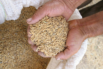 mão segurando arroz ainda em casca, visto do alto, saca de arroz