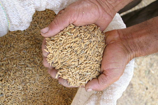m&atilde;o segurando arroz ainda em casca, visto do alto, saca de arroz