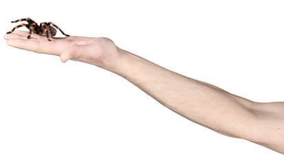 Hand holds a spider, isolate on white