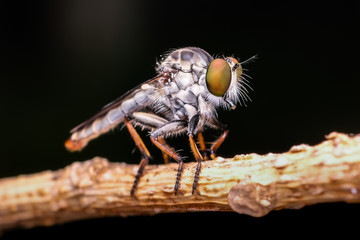 Closed up macro, Extreme sharp and focus on eye of robber fly with black background. Natural and education concept.