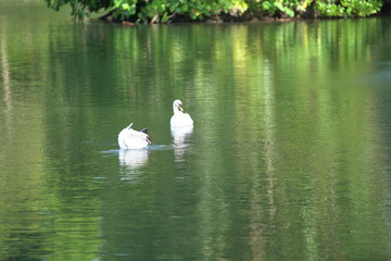 The White Swan in the lake