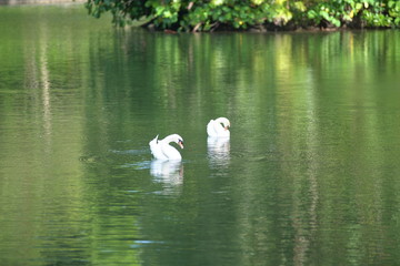 The White Swan in the lake
