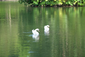 The White Swan in the lake