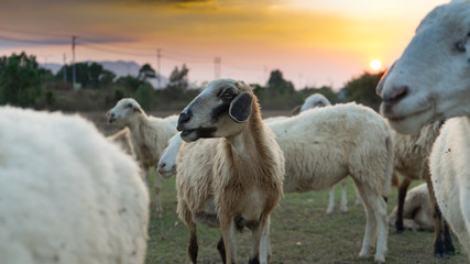 White sheep on the farm with beautiful sunset in background.Many vietnamese sheep in the village walking around in field landscape. Farm animals concept.Vung Tau,Vietnam