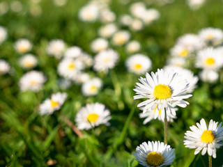 Obraz na płótnie Canvas little daisies on a field