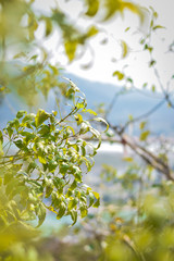 green small tree on a mountain 