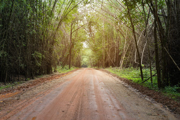 Competition of forest trees To sunlight necessary to sustain life. 