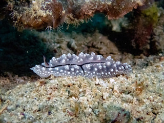 A Rudman's Phyllidiella (Phyllidiella rudmani)