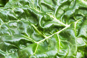 Close up of a organic and homegrown swiss chard leaf.