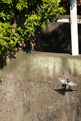 飛び立つセグロセキレイ