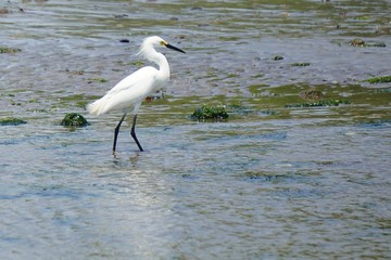 Brooklyn, New York: Snowy egret - Egretta thula - at Bottle Beach, the western shore of Dead Horse Bay.
