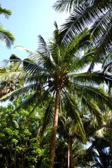 Coconut palms in the rainforest against the sky