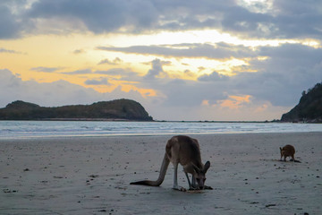 Kangaroos eating by the water on the beach