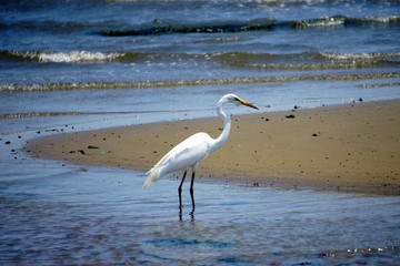 Brooklyn, New York: Snowy egret - Egretta thula - at Bottle Beach, the western shore of Dead Horse Bay.