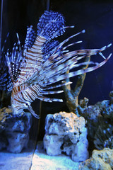 A striped brown and white lionfish swimming in aa aquarium, a venomous marine fish