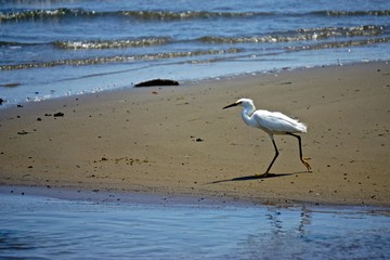 Brooklyn, New York: Snowy egret - Egretta thula - at Bottle Beach, the western shore of Dead Horse Bay.