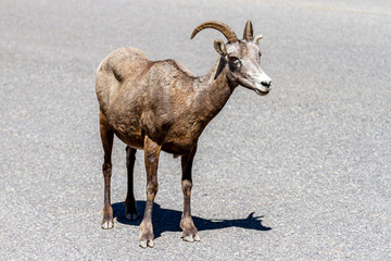 Ibex on the road, Alberta, Canada