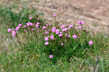 Strand-Grasnelke (Armeria maritima) an der Ostsee