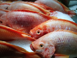 Close-up Frozen Pink Nile Tilapia Fish for Sale at Supermarket