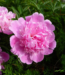 Paeonia plant in full bloom. Magenta peony flower (Paeonia lactiflora). Closeup nature view of pink fresh pion flower on blurred greenery floral background.