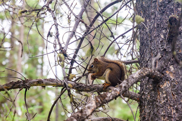 Squirrel  in Banff National Park, Canada