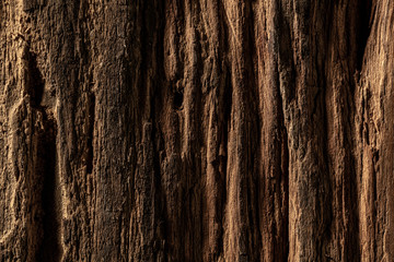 Close up shot of surface of trees, wooden texture for background or devices wallpapers. Abstract design, usual, natural materials. Detailed grungy artwork. Copyspace, advertisement. Vintage style.