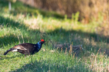 Black grouse in spring standing in the grass