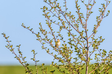 Sedge Warbler on a branch in a tree