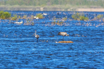 Cranes nesting in a lake