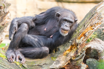 An adult western chimpanzee is resting on a tree
